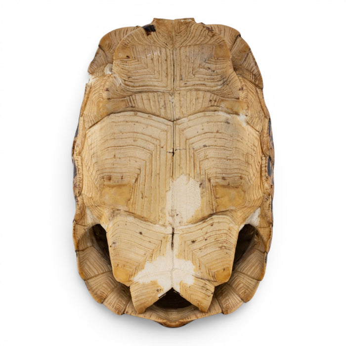 Real Leopard Tortoise Shell