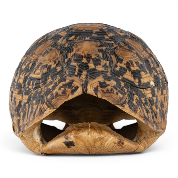 Real Leopard Tortoise Shell