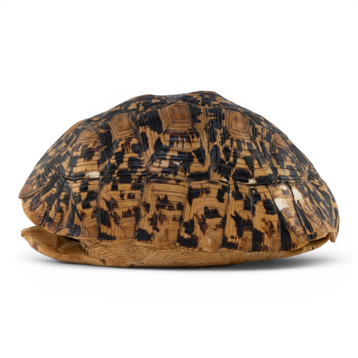 Real Leopard Tortoise Shell