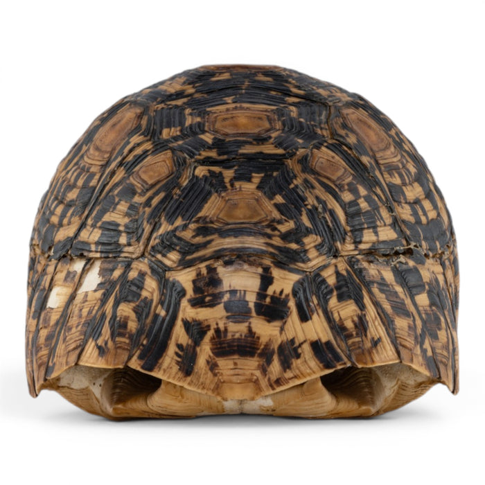 Real Leopard Tortoise Shell