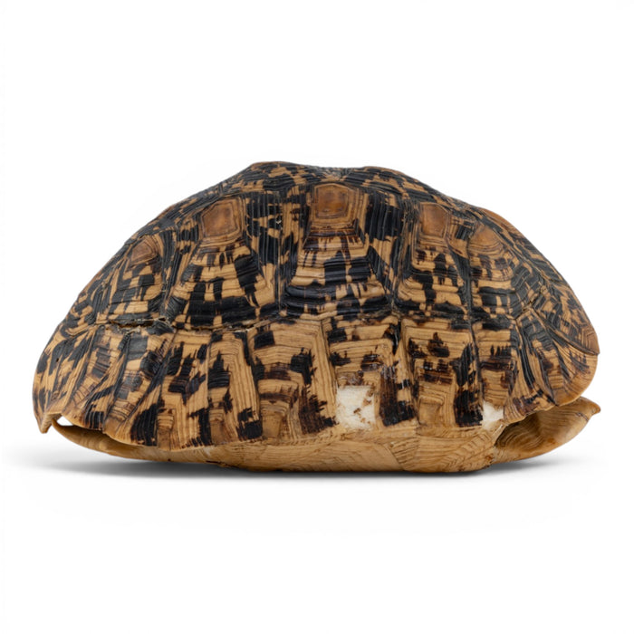 Real Leopard Tortoise Shell