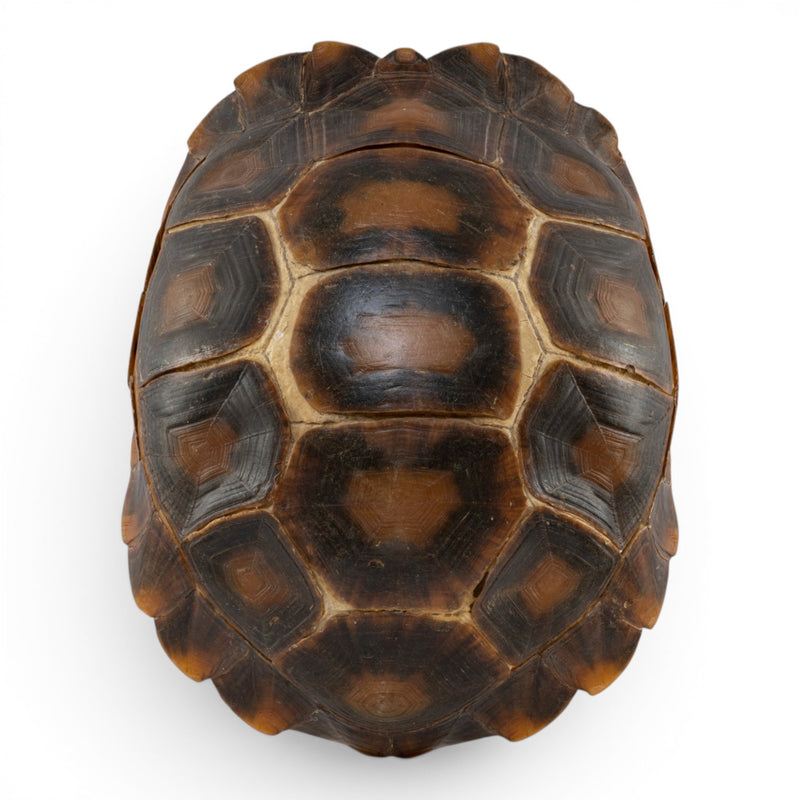 Real Burmese Brown Mountain Tortoise Shell