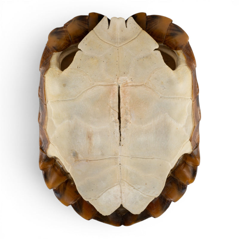 Real Burmese Brown Mountain Tortoise Shell