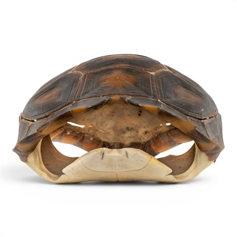 Real Burmese Brown Mountain Tortoise Shell