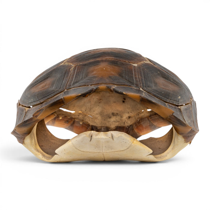 Real Burmese Brown Mountain Tortoise Shell