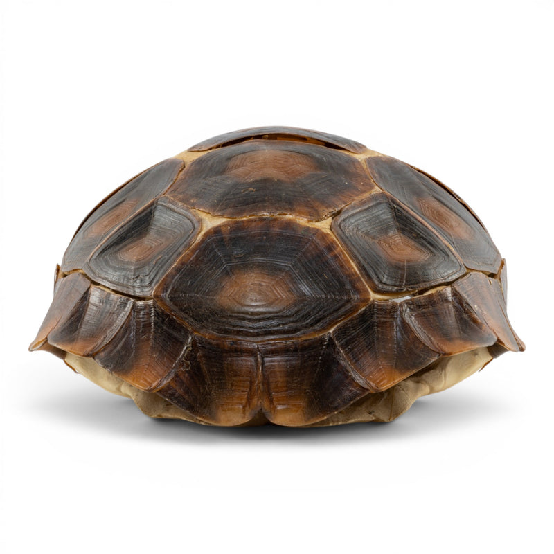 Real Burmese Brown Mountain Tortoise Shell