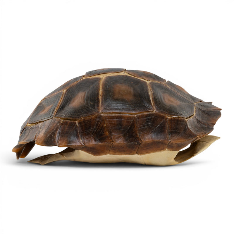 Real Burmese Brown Mountain Tortoise Shell