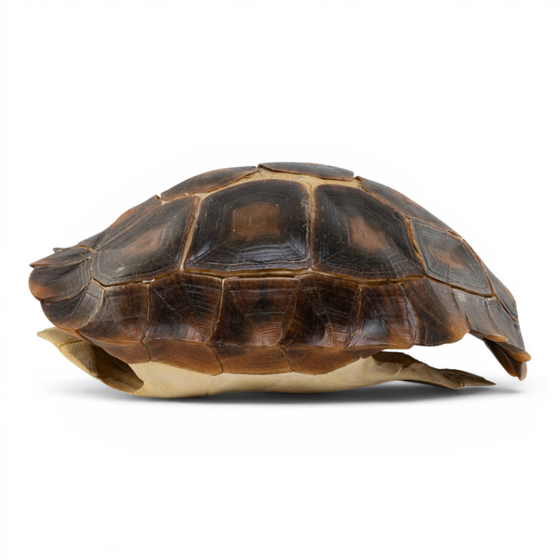 Real Burmese Brown Mountain Tortoise Shell