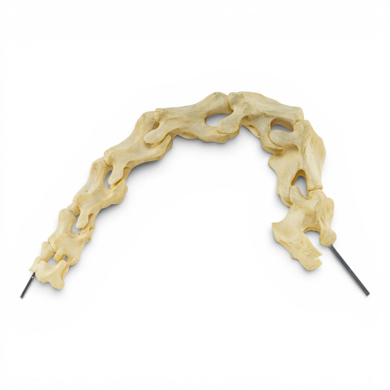 Replica Aldabra Giant Tortoise Cervical Vertebrae - Articulated