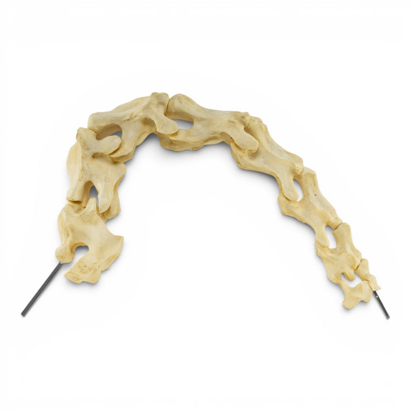 Replica Aldabra Giant Tortoise Cervical Vertebrae - Articulated