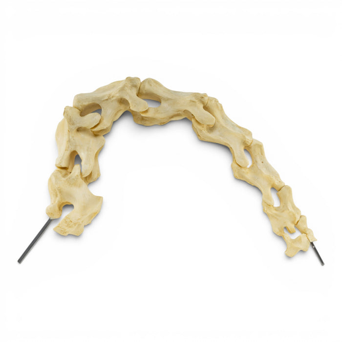 Replica Aldabra Giant Tortoise Cervical Vertebrae - Articulated