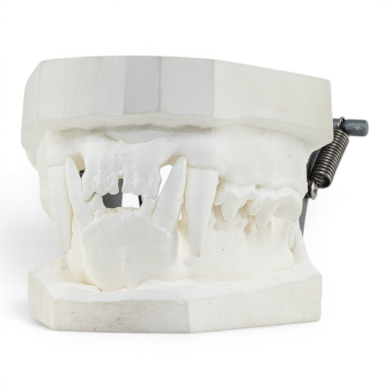 Replica Domestic Dog Jaw Model