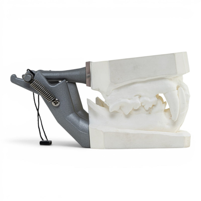 Replica Domestic Dog Jaw Model