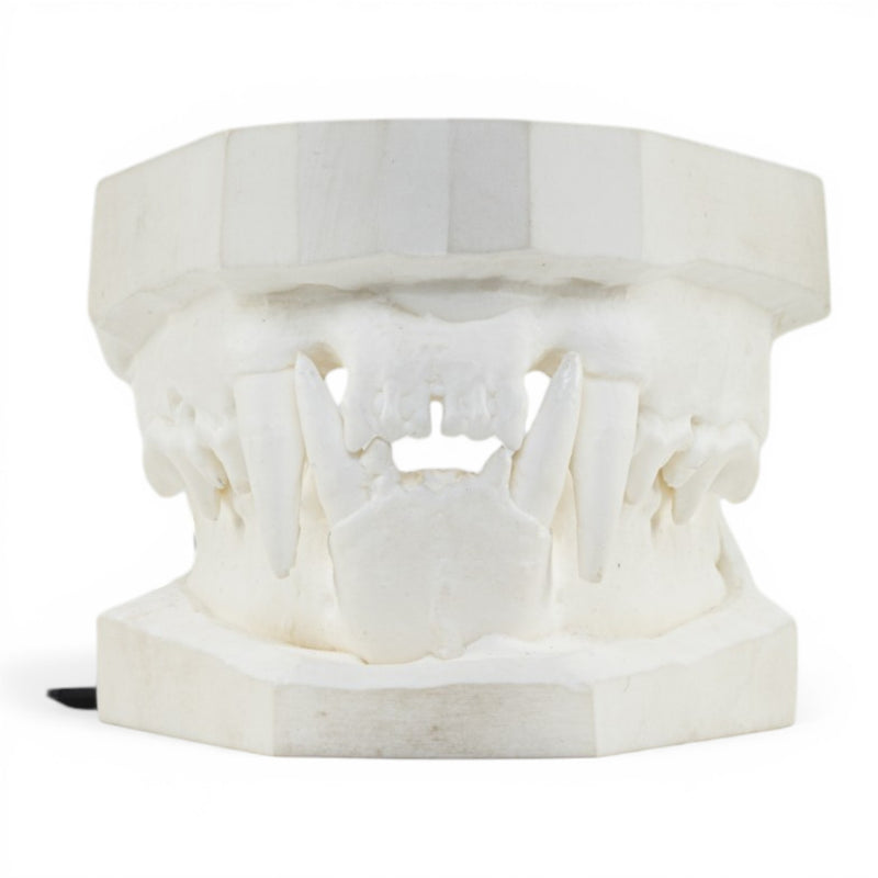 Replica Domestic Dog Jaw Model