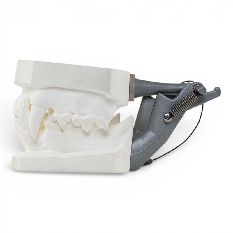 Replica Domestic Dog Jaw Model