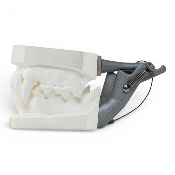 Replica Domestic Dog Jaw Model