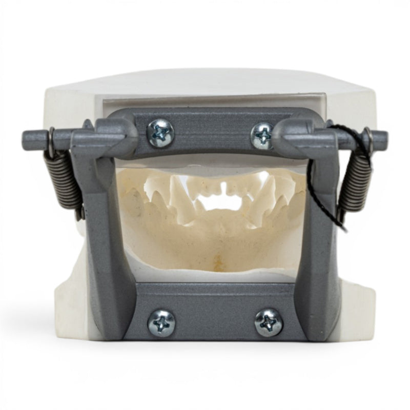 Replica Domestic Dog Jaw Model