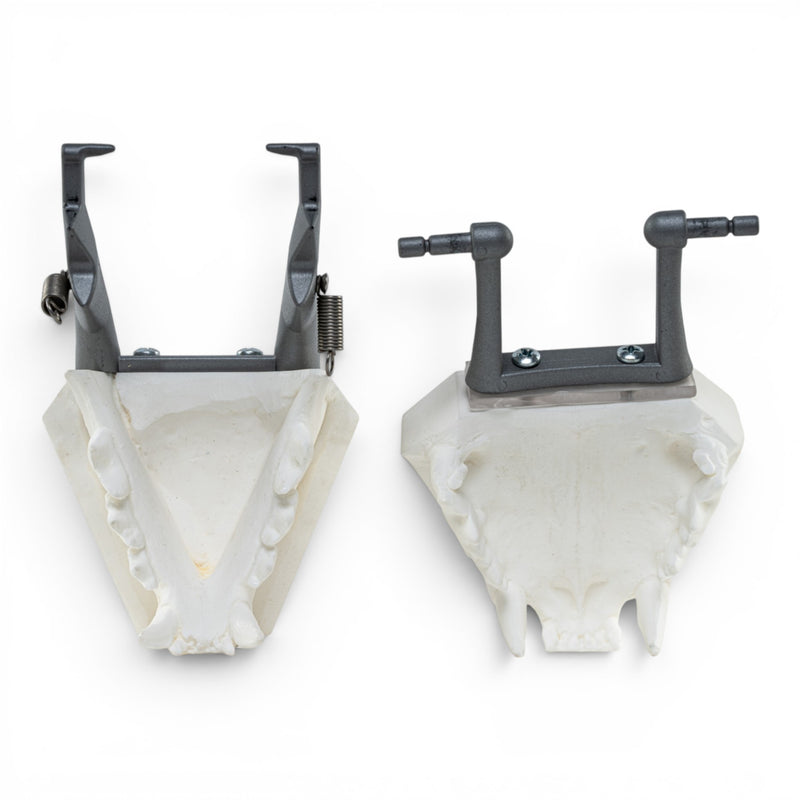 Replica Domestic Dog Jaw Model