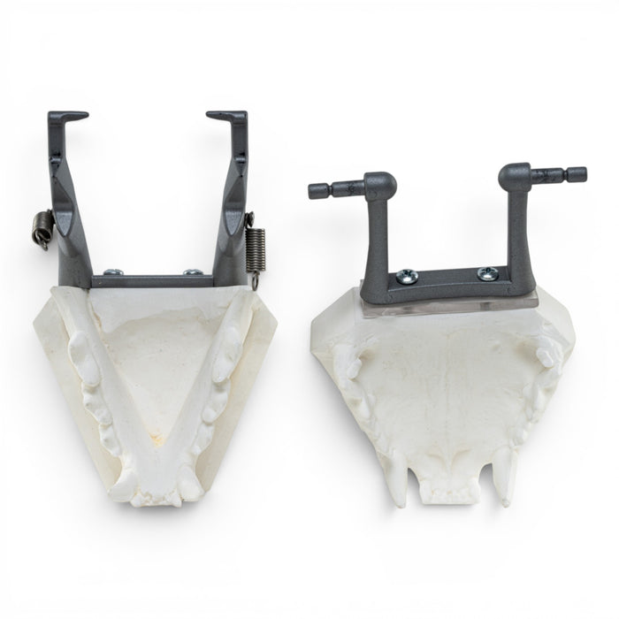 Replica Domestic Dog Jaw Model