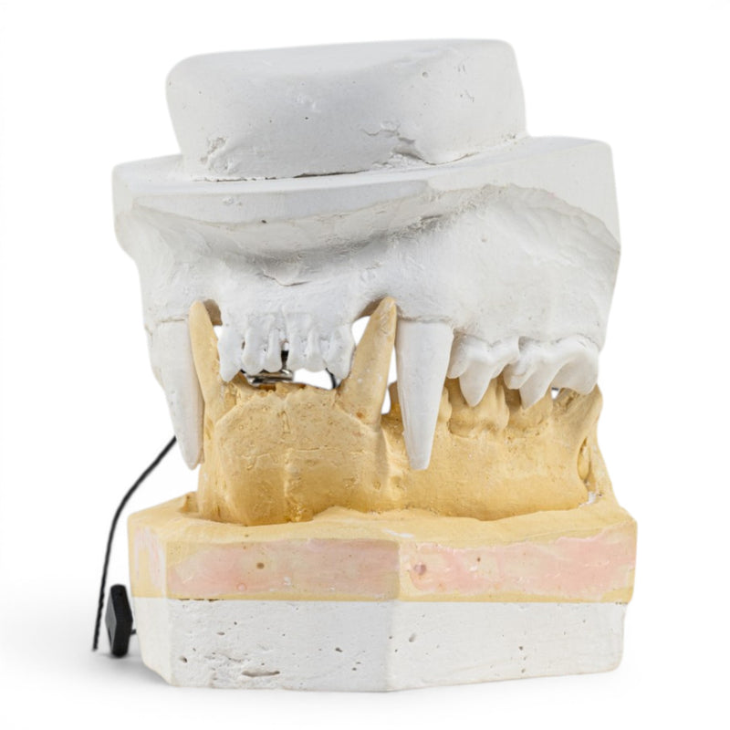 Replica Domestic Dog Jaw Model