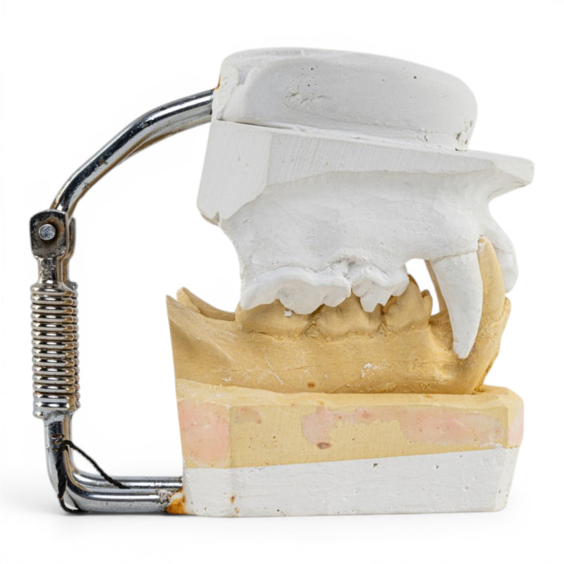 Replica Domestic Dog Jaw Model