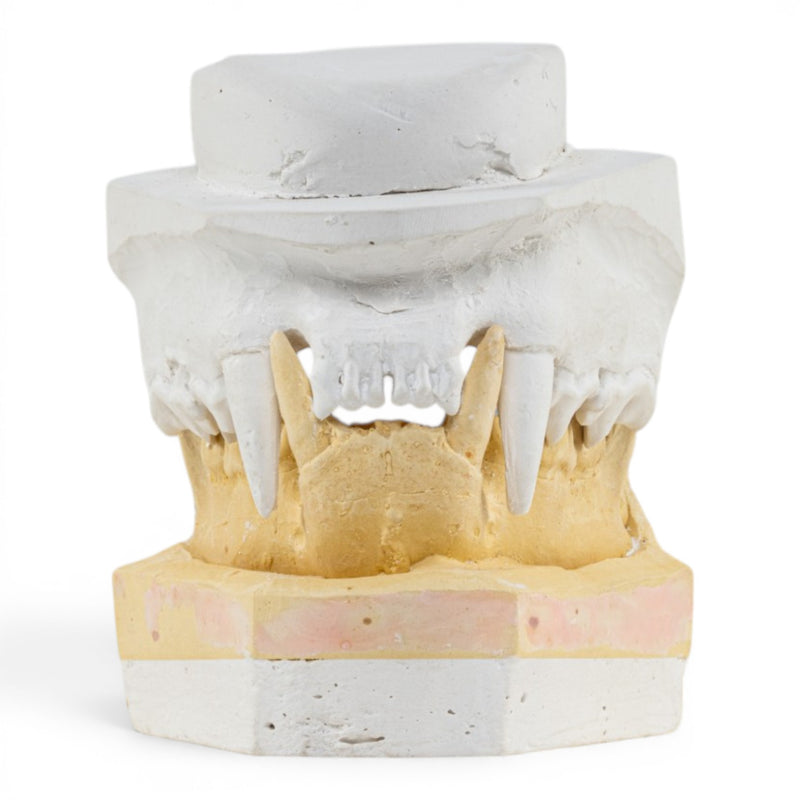 Replica Domestic Dog Jaw Model