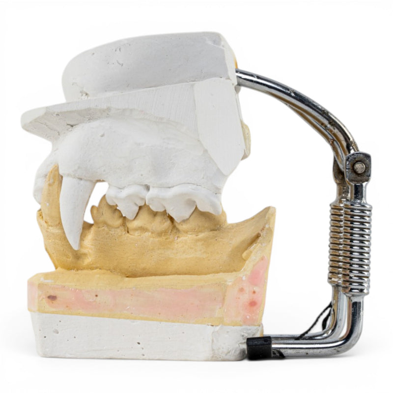 Replica Domestic Dog Jaw Model