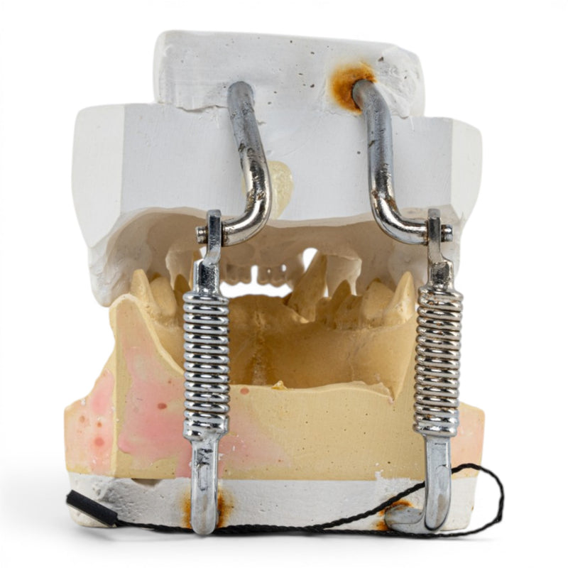 Replica Domestic Dog Jaw Model