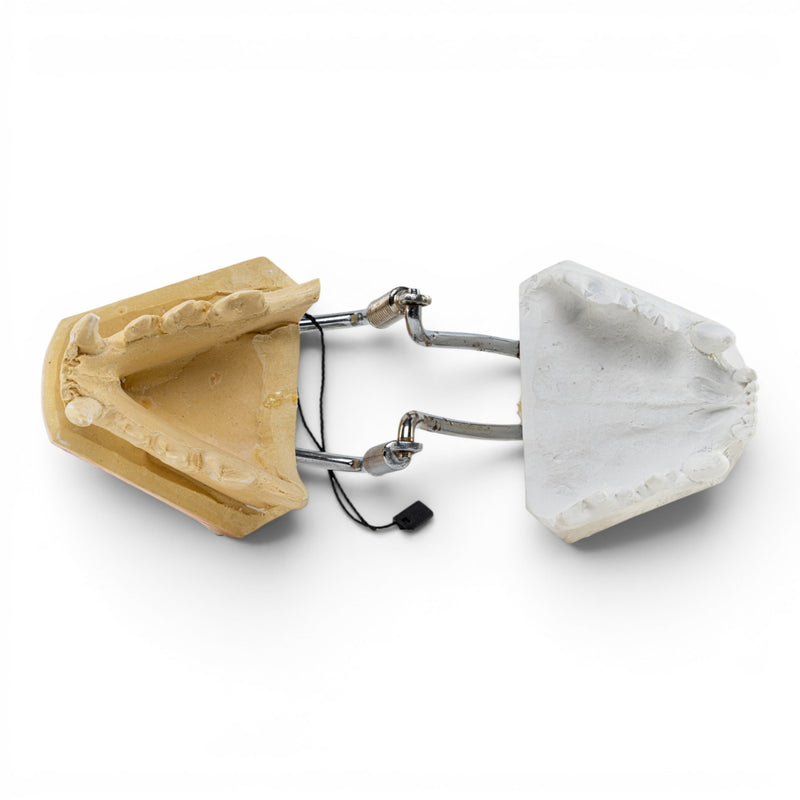 Replica Domestic Dog Jaw Model