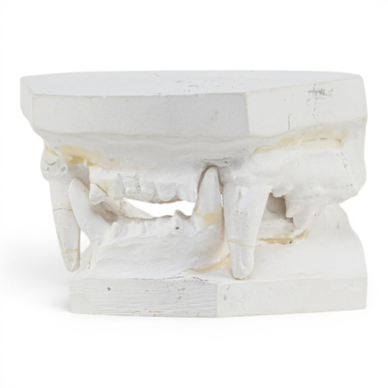 Replica Domestic Dog Jaw Model