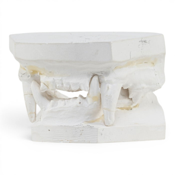 Replica Domestic Dog Jaw Model