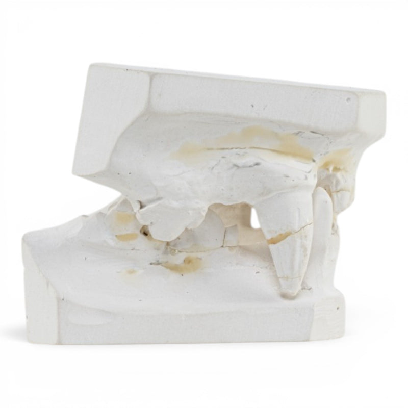 Replica Domestic Dog Jaw Model
