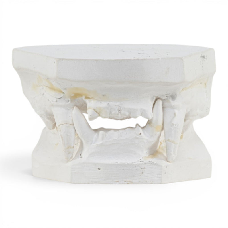 Replica Domestic Dog Jaw Model