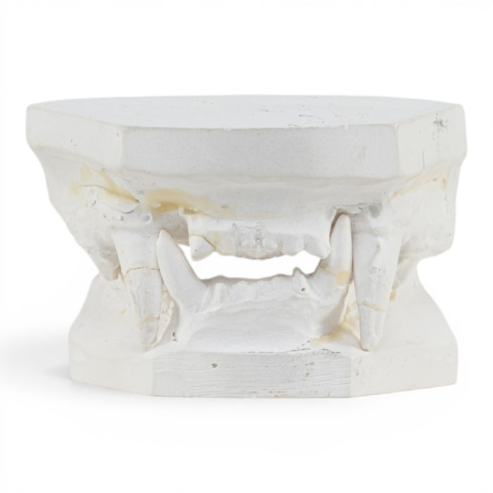 Replica Domestic Dog Jaw Model