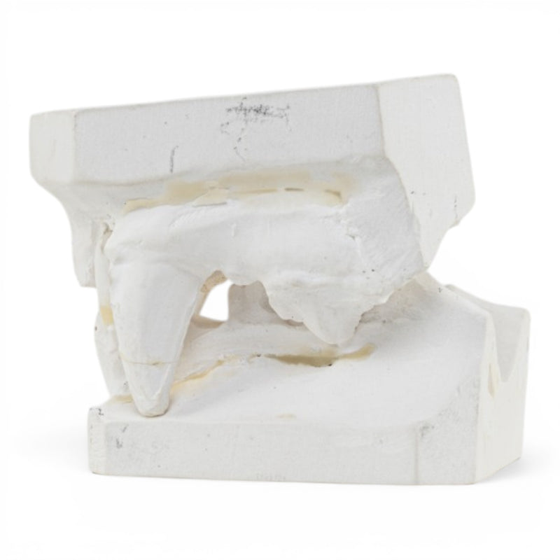 Replica Domestic Dog Jaw Model