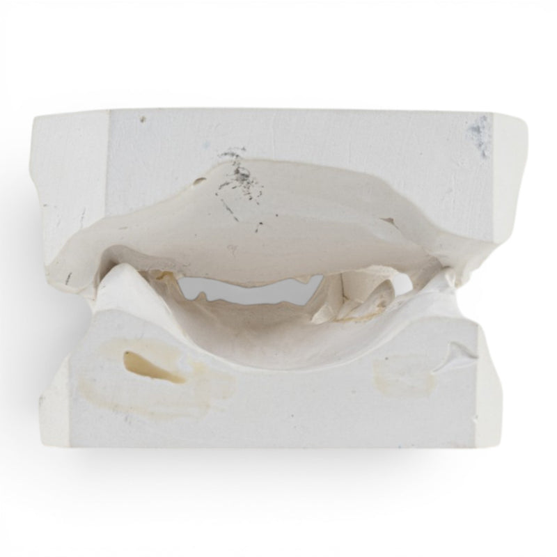 Replica Domestic Dog Jaw Model