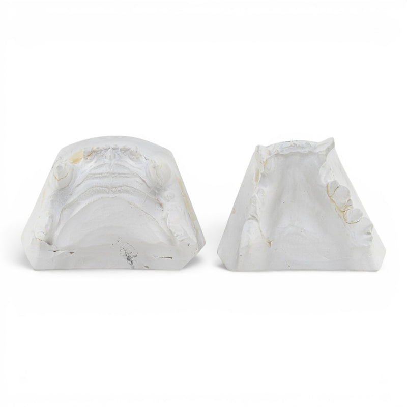 Replica Domestic Dog Jaw Model
