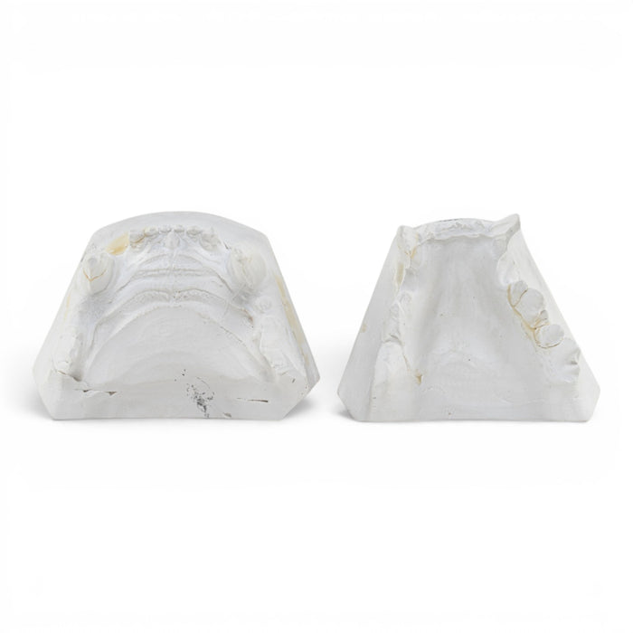 Replica Domestic Dog Jaw Model