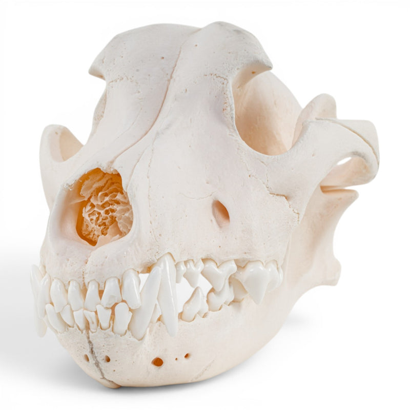 Real Domestic Dog Skull