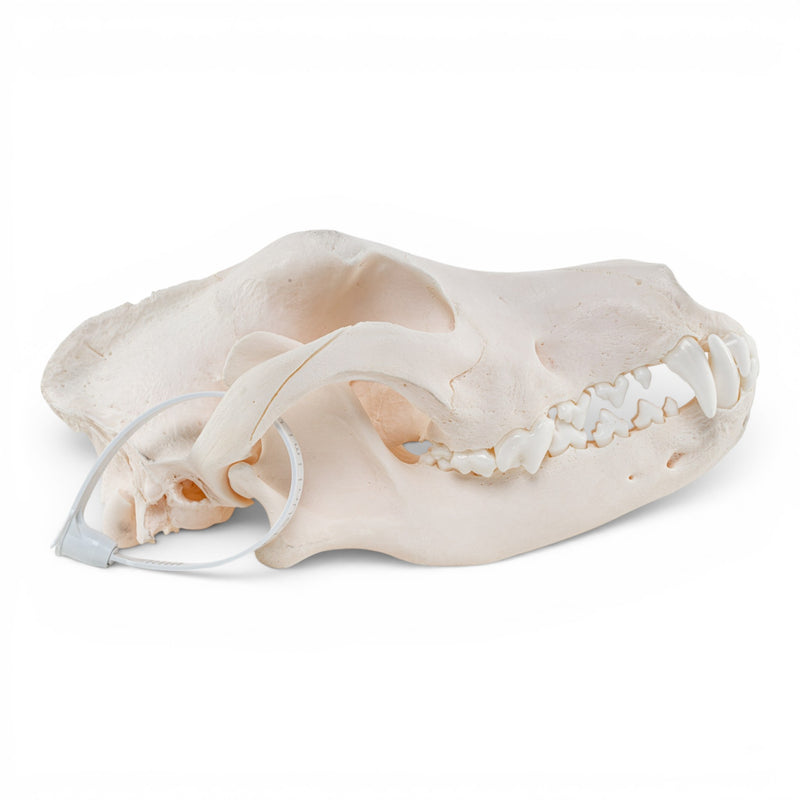 Real Domestic Dog Skull