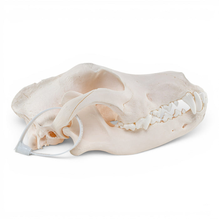 Real Domestic Dog Skull