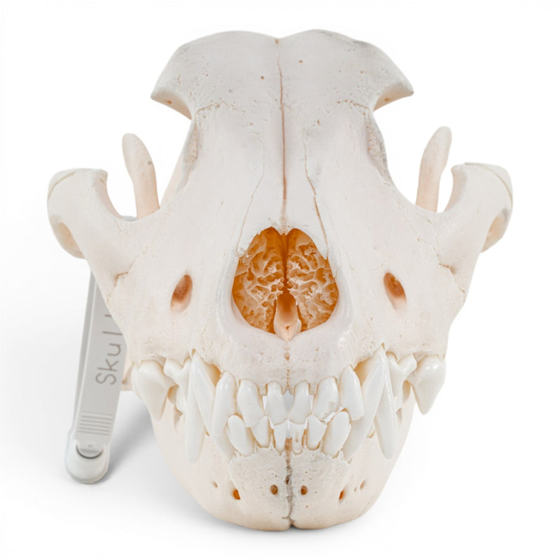 Real Domestic Dog Skull