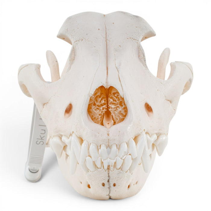 Real Domestic Dog Skull