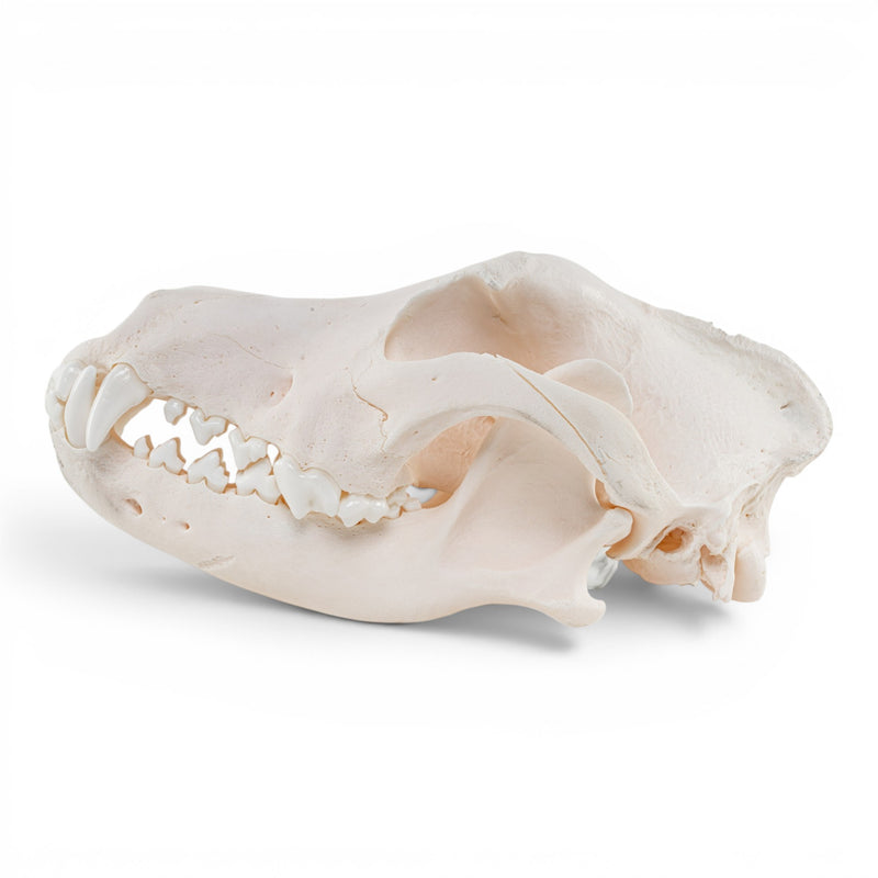 Real Domestic Dog Skull