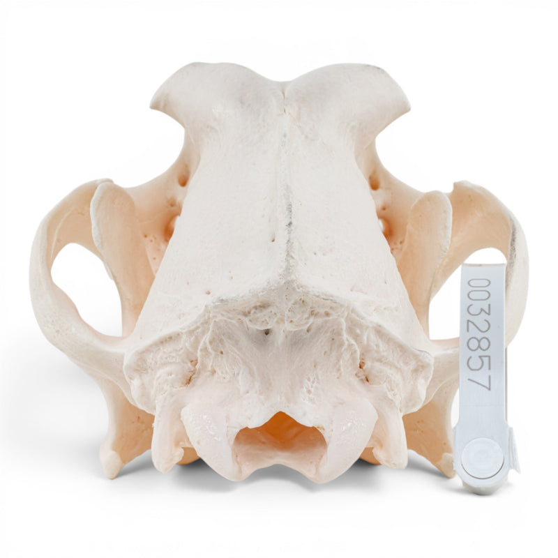 Real Domestic Dog Skull