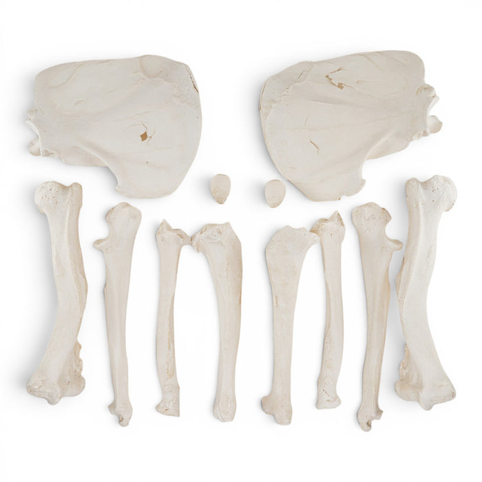 Real Grizzly Bear Bones