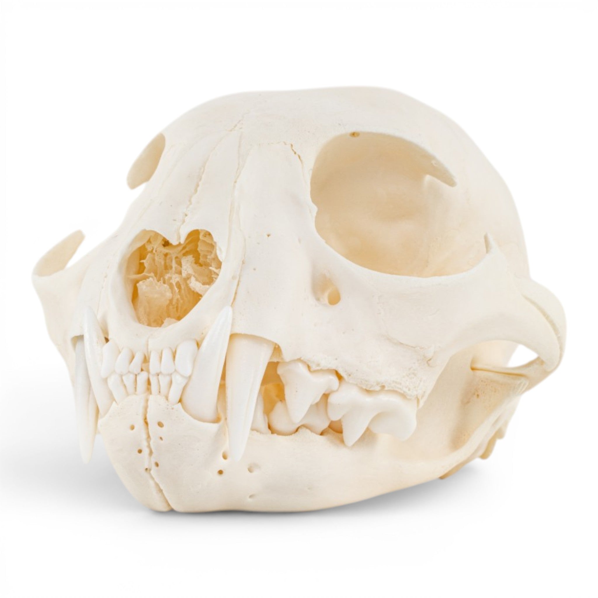 チベット産　SKULL Real Canadian Lynx Skull - Adolescent For Sale — Skulls Unlimited