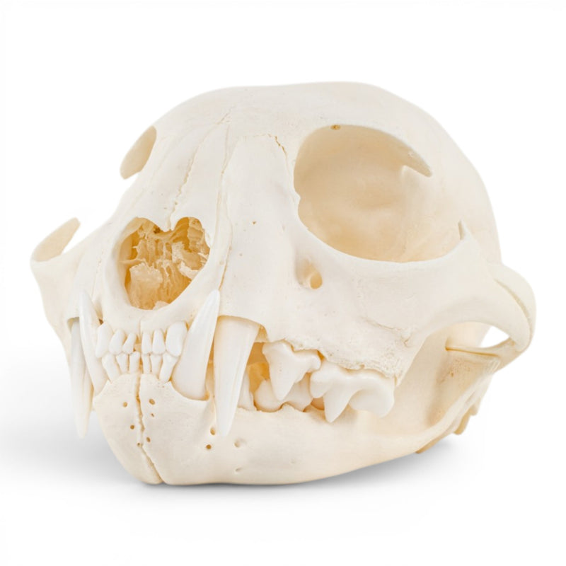 Real Canadian Lynx Skull - Adolescent
