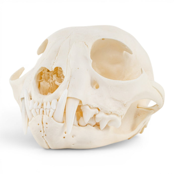 Real Canadian Lynx Skull - Adolescent