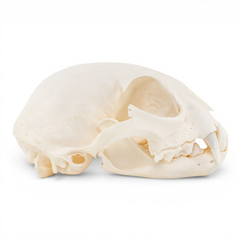 Real Canadian Lynx Skull - Adolescent